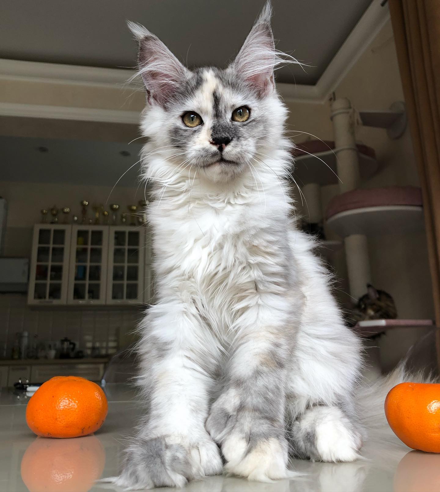 Finn