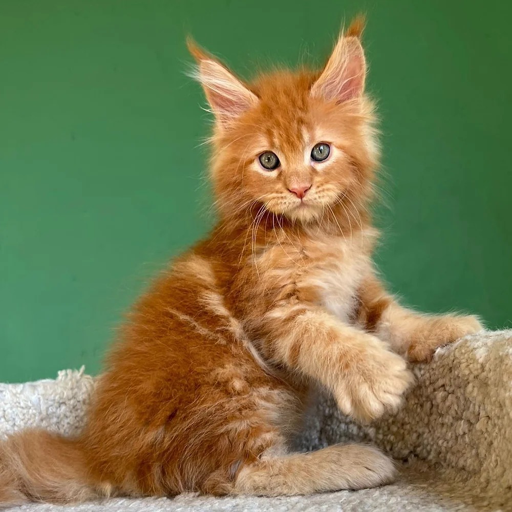 Milo
