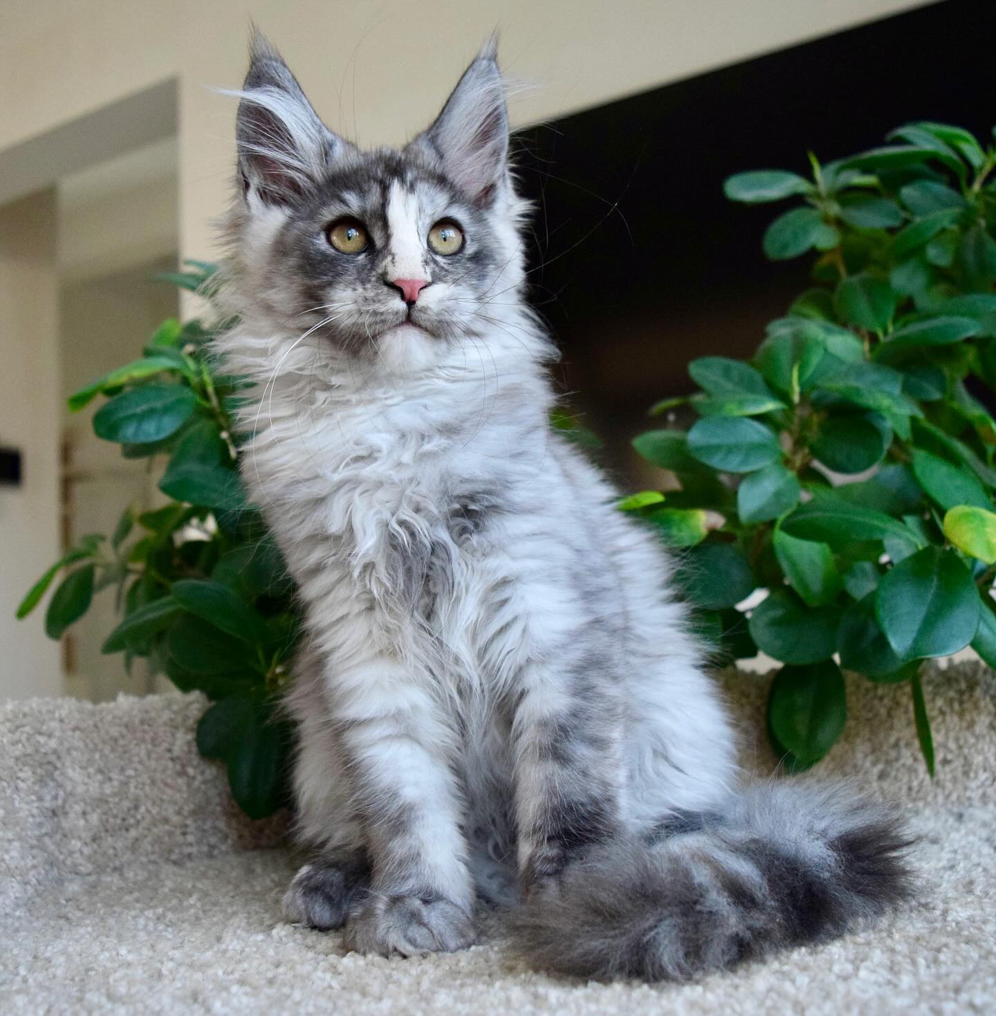 Nova