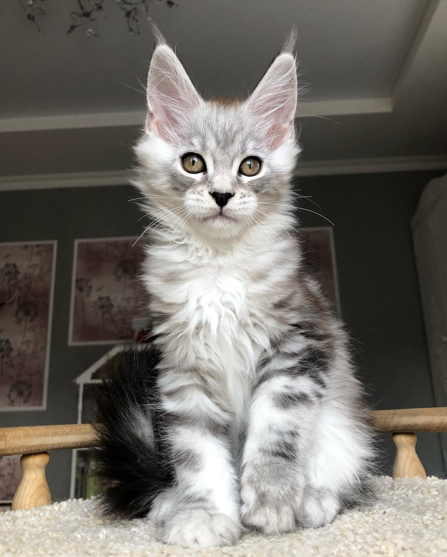 Simba