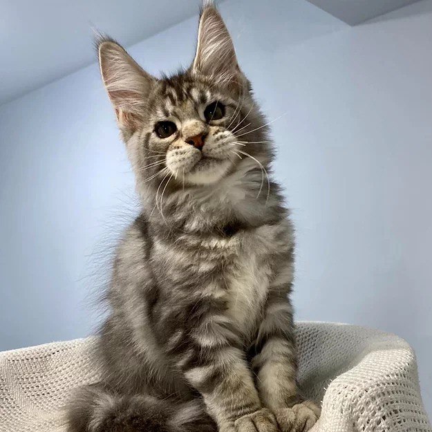 Willow