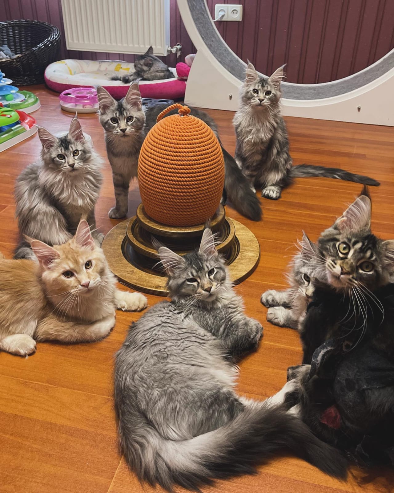 About our cattery