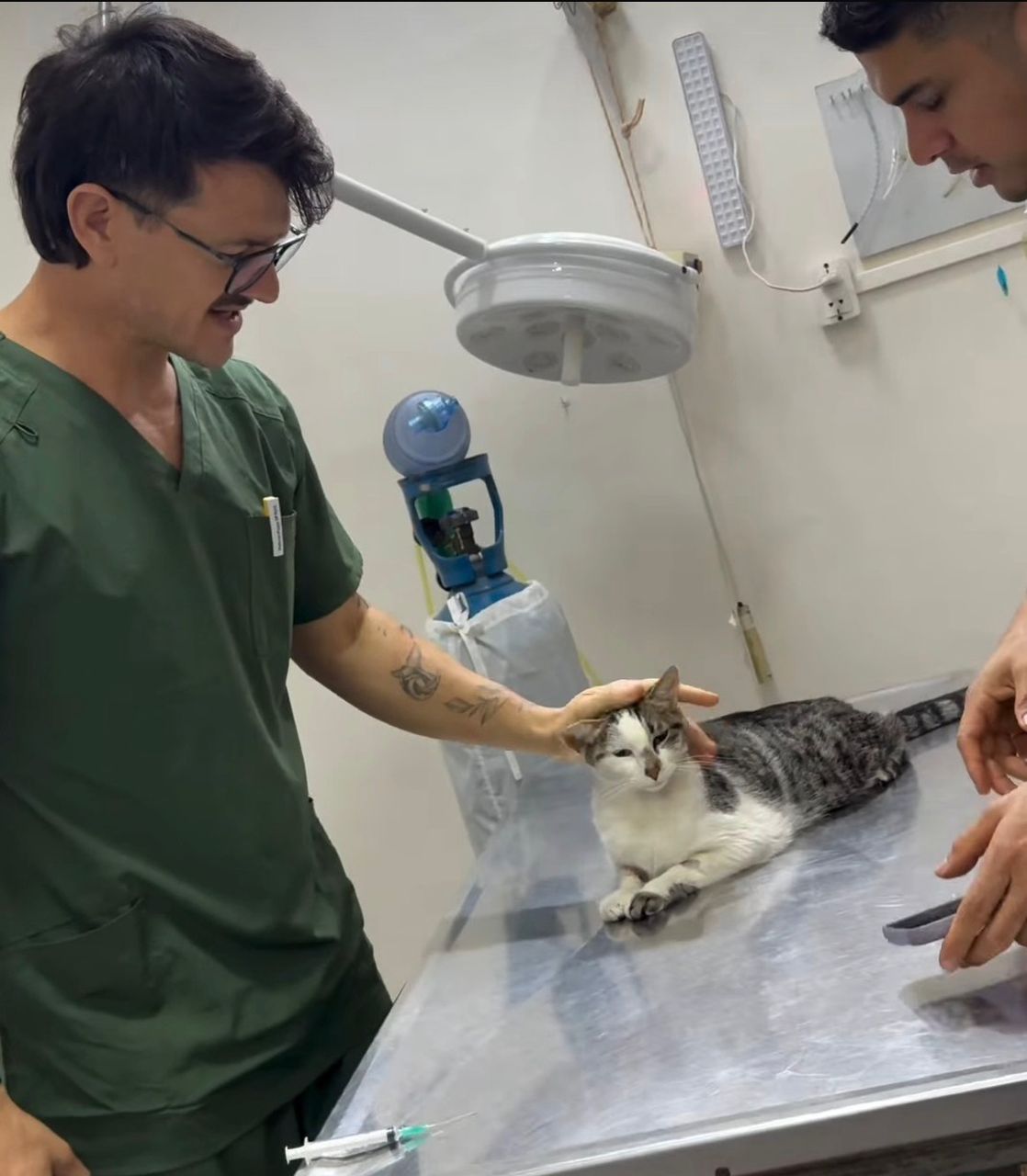 Health checked kitten