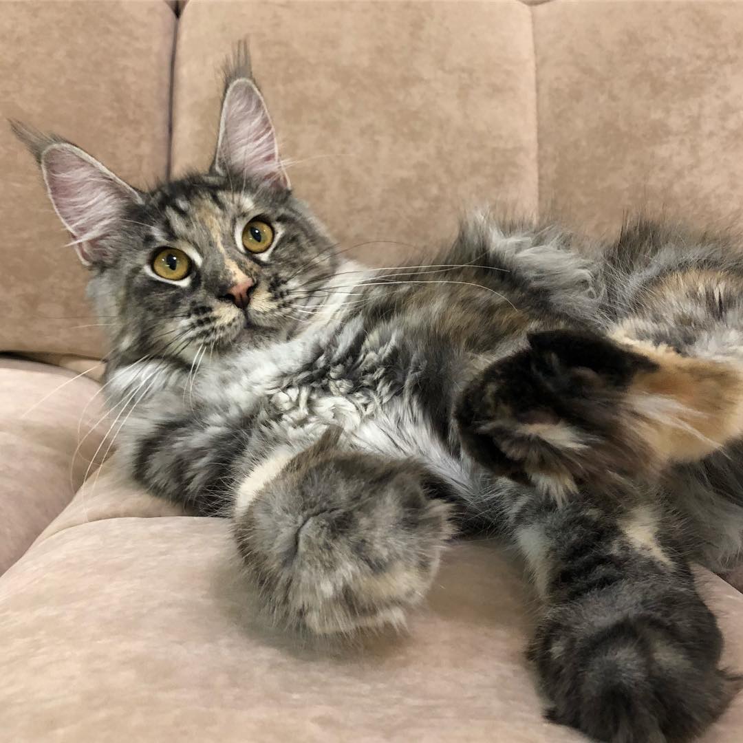 Our Maine Coon cat 2