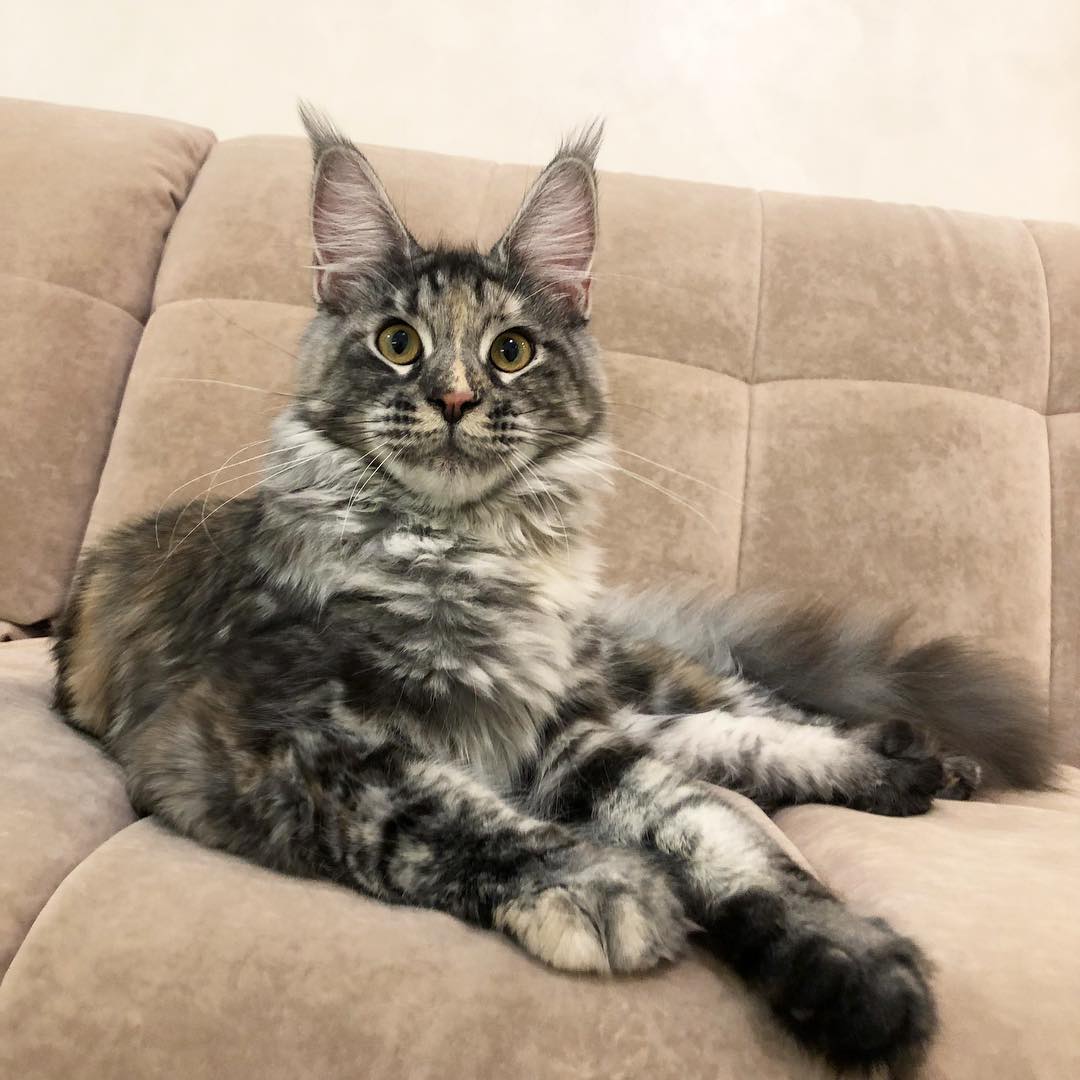 Our Maine Coon cat 3