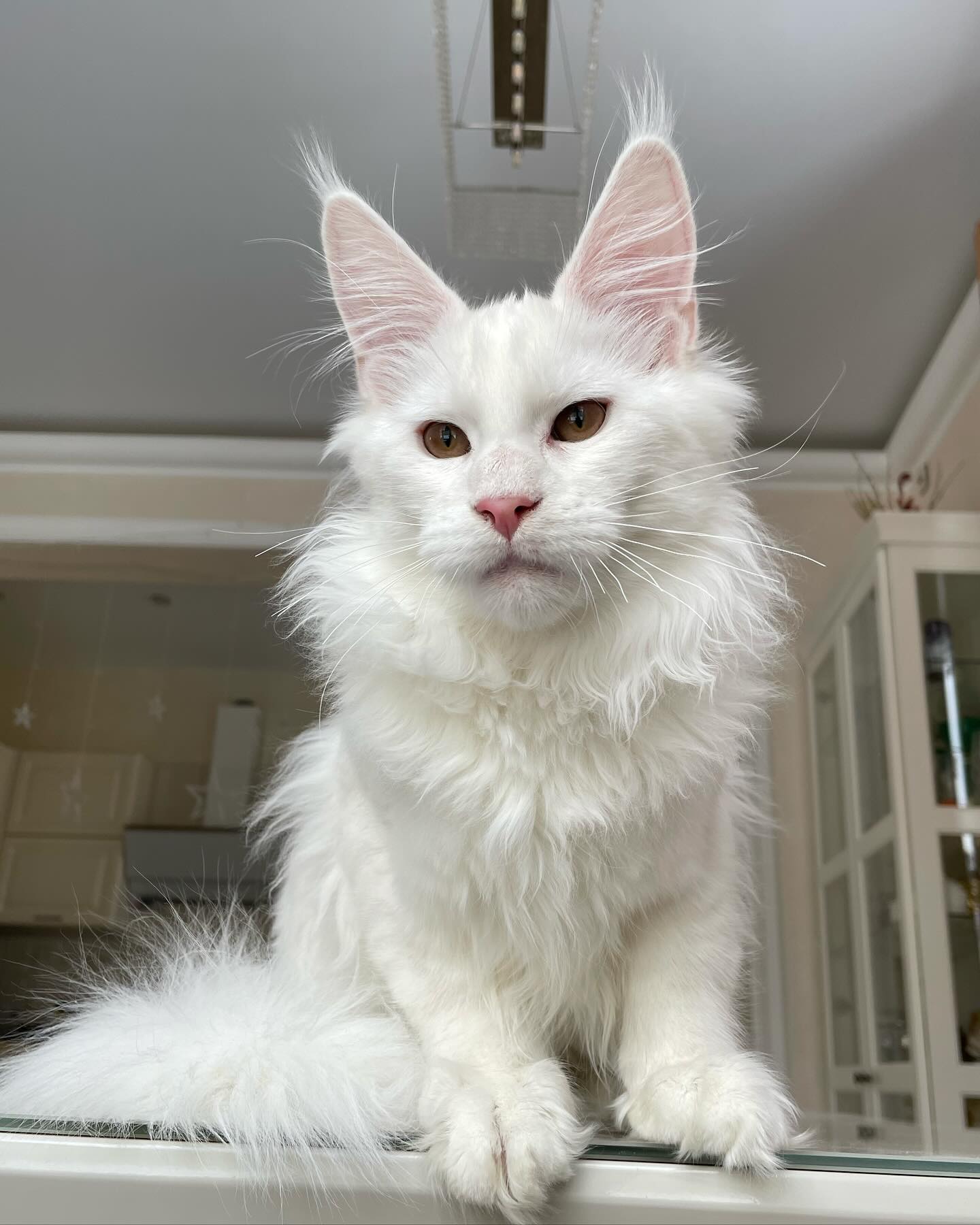 Our Maine Coon cat 4