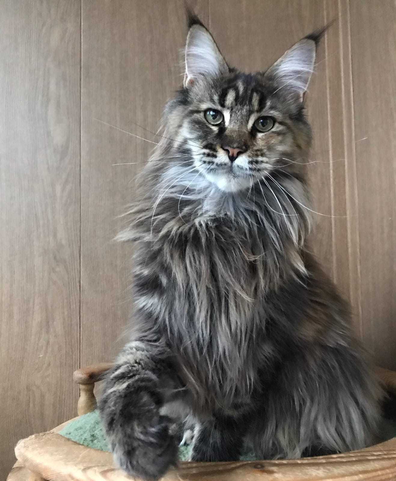 Our Maine Coon cat 6
