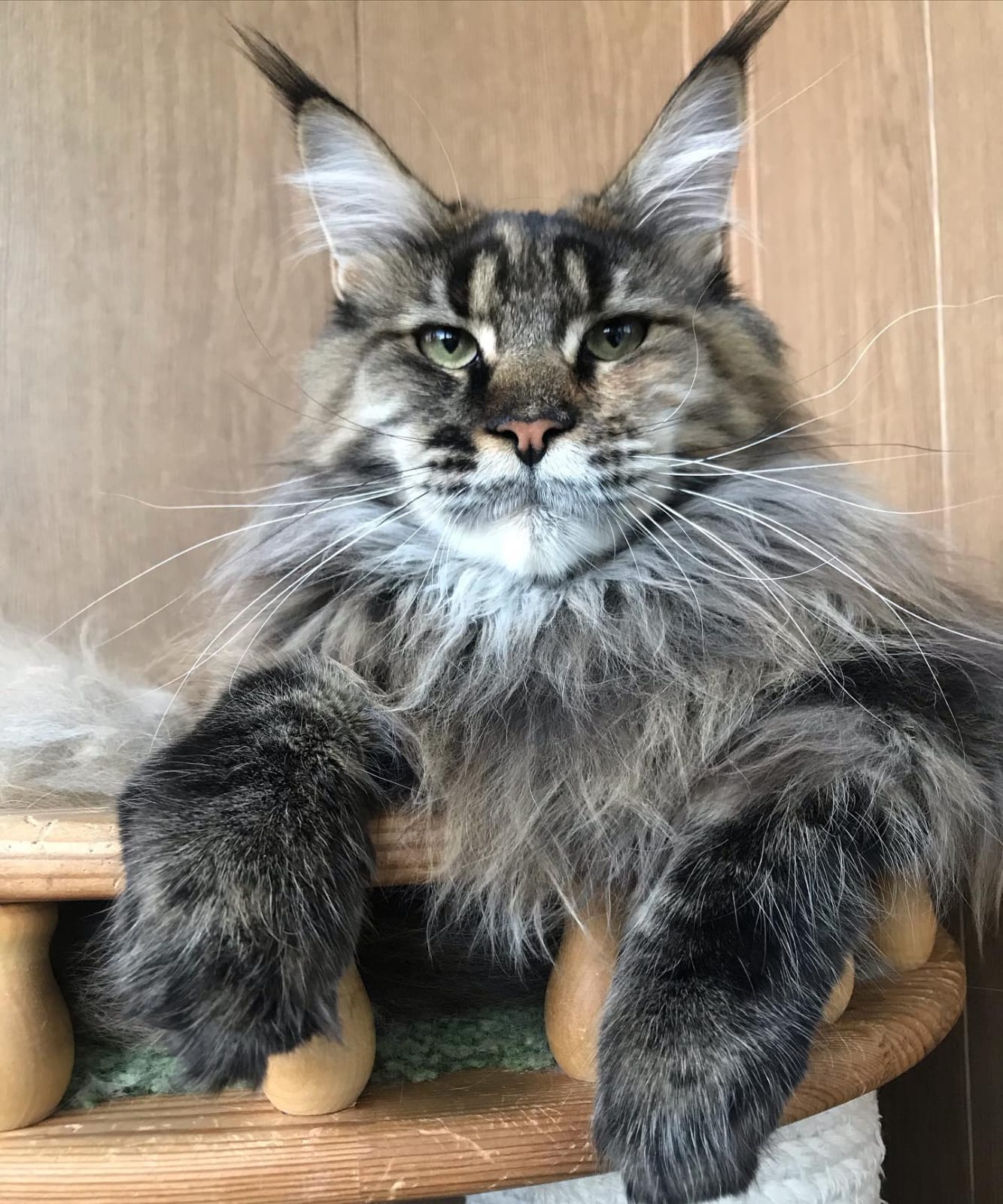 Our Maine Coon cat 7