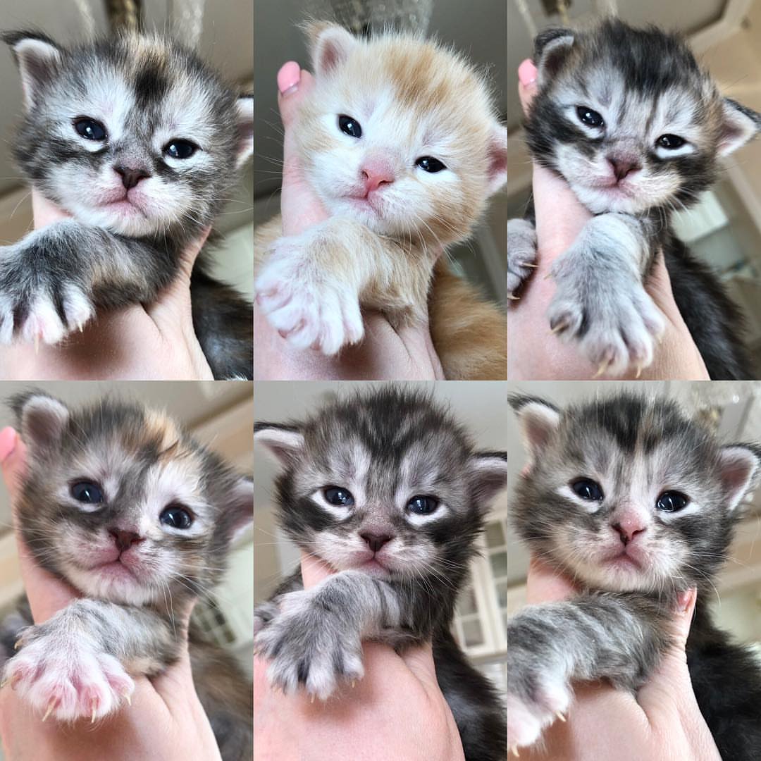 Kittens