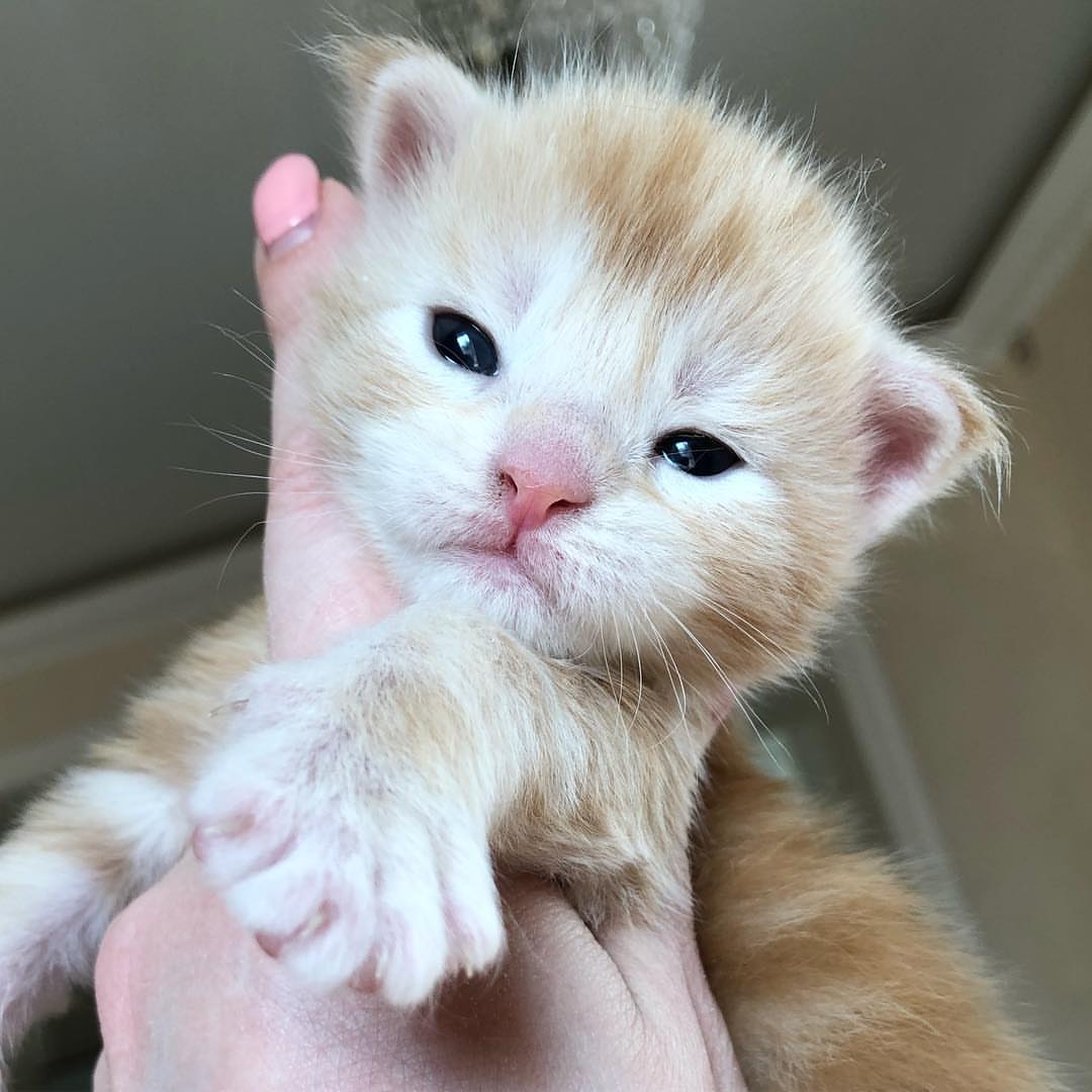 Upcoming Maine Coon litter 1