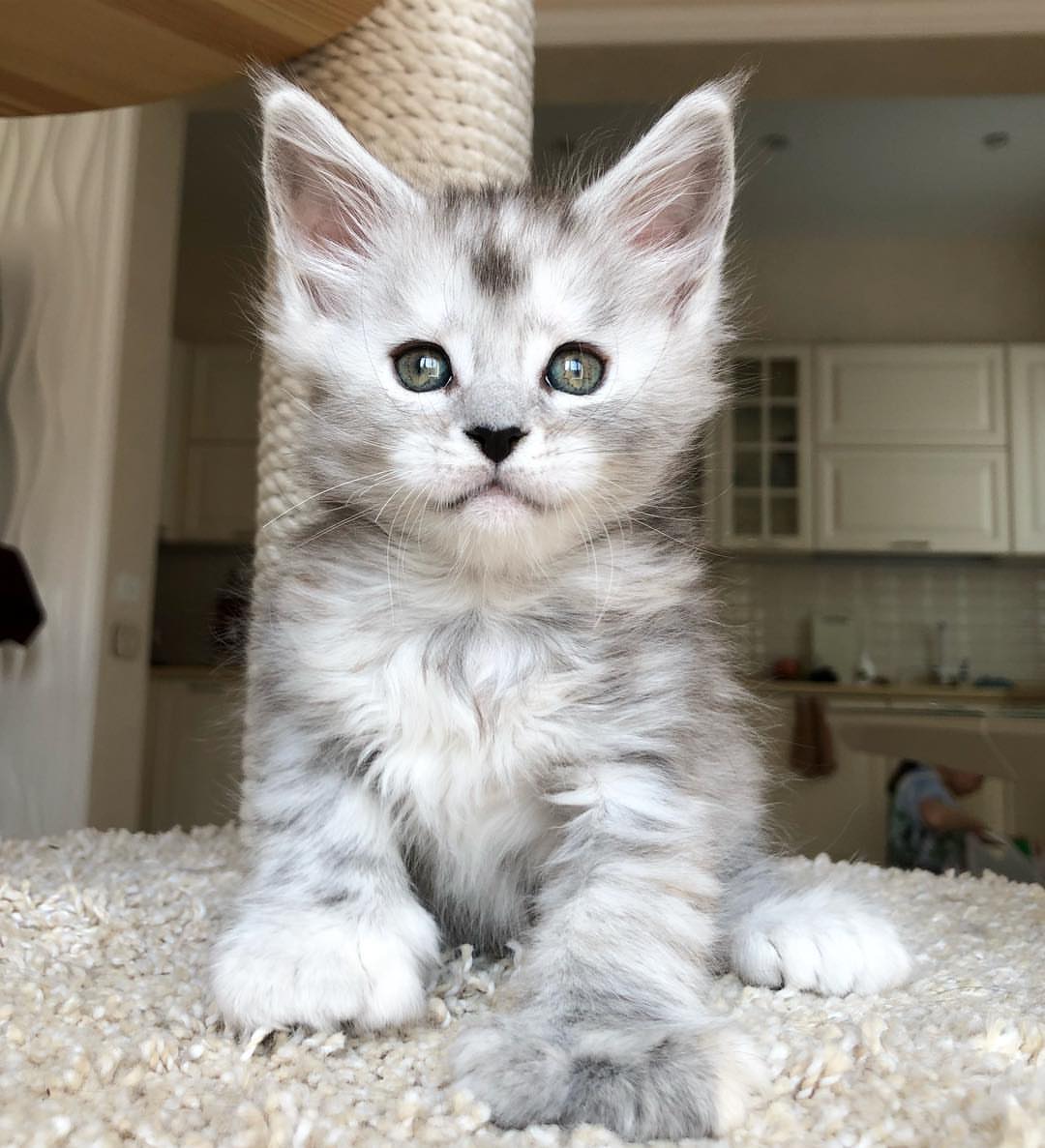 Upcoming Maine Coon litter 2