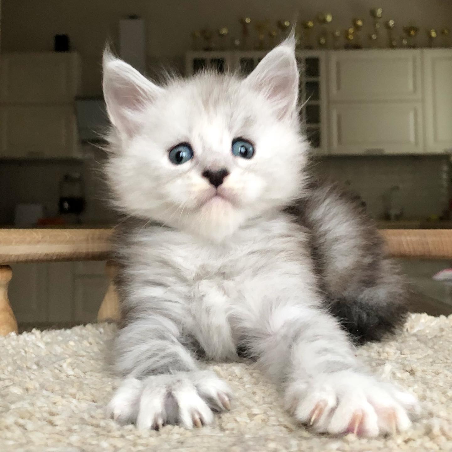 Upcoming Maine Coon litter 3