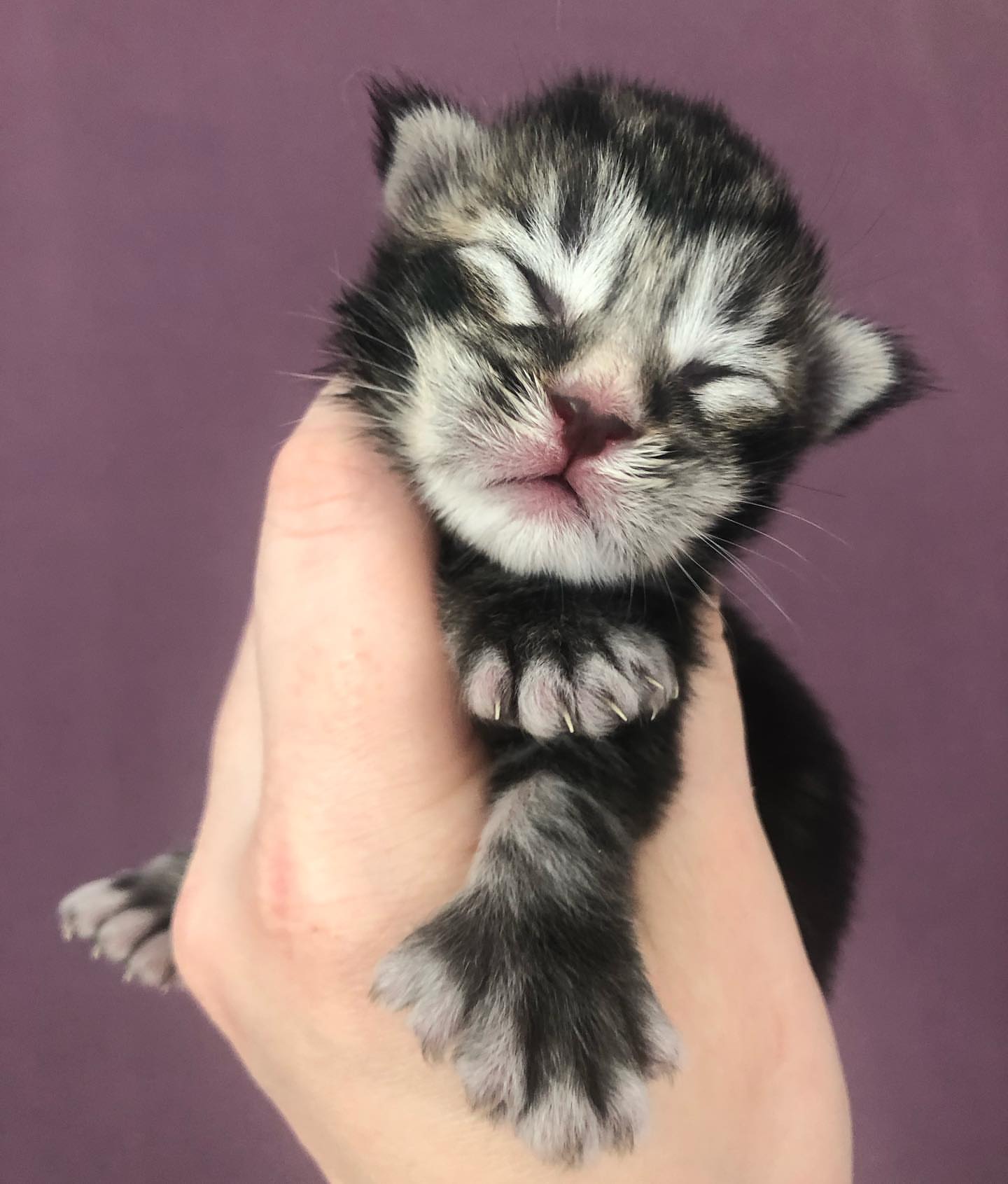 Upcoming Maine Coon litter 4