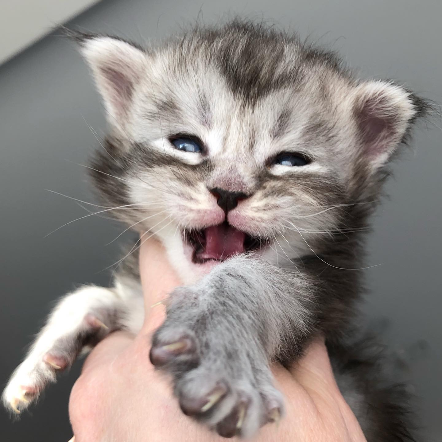 Upcoming Maine Coon litter 5