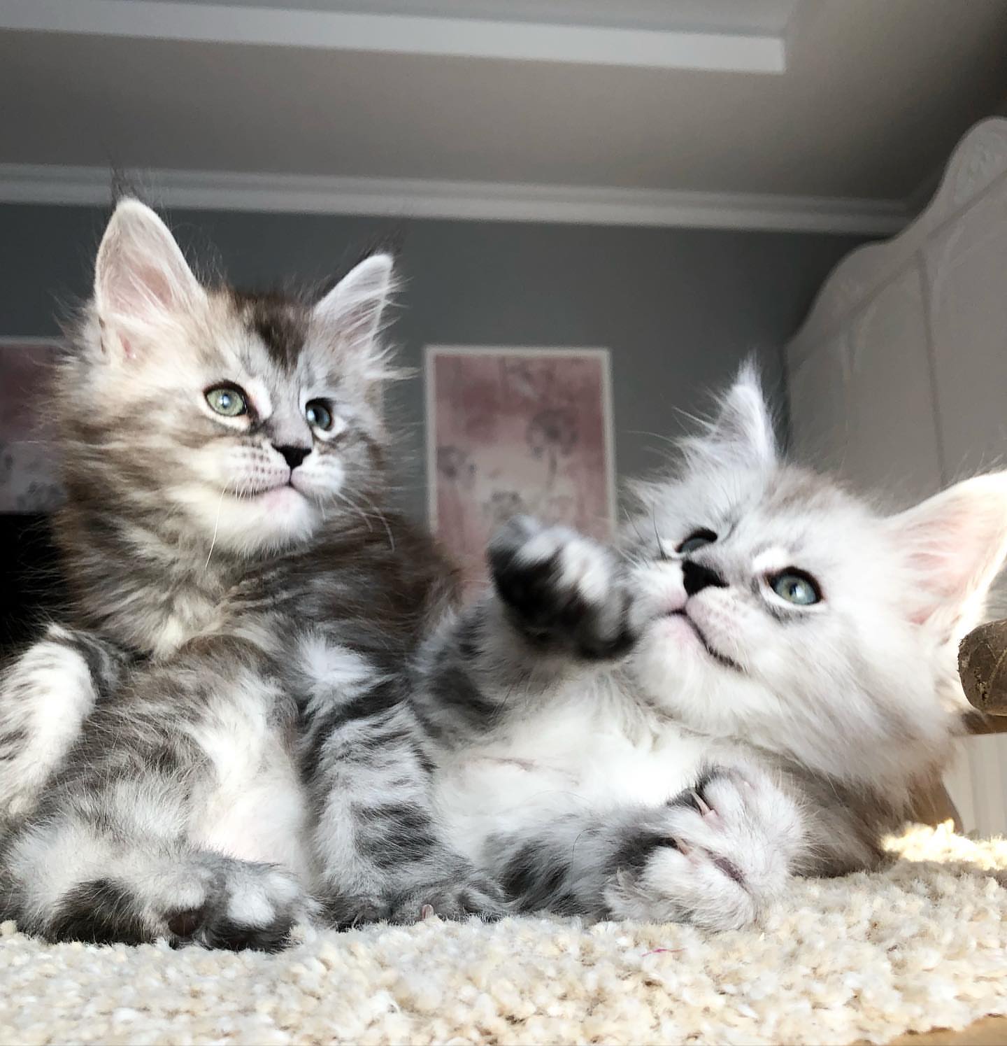Upcoming Maine Coon litter 6