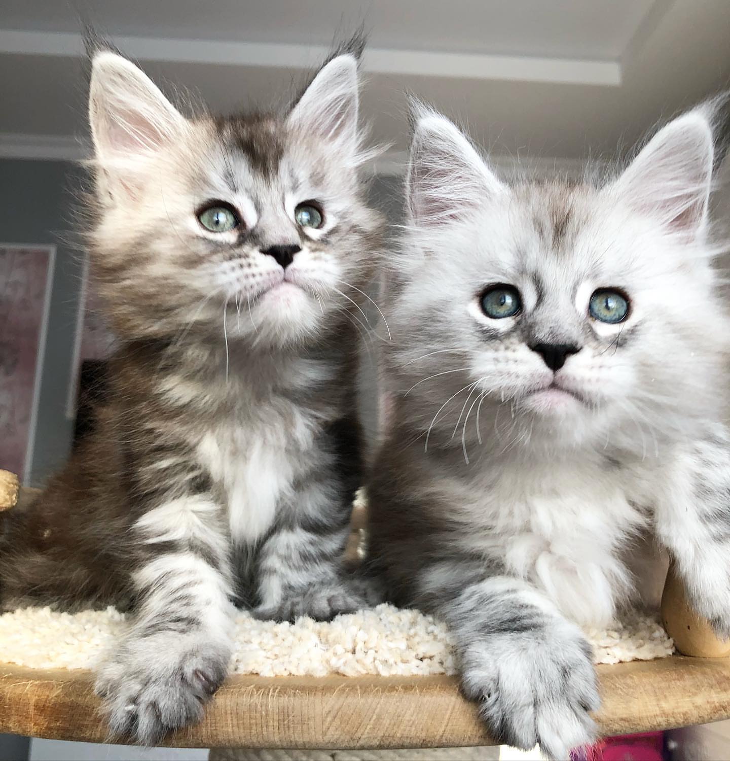Upcoming Maine Coon litter 7