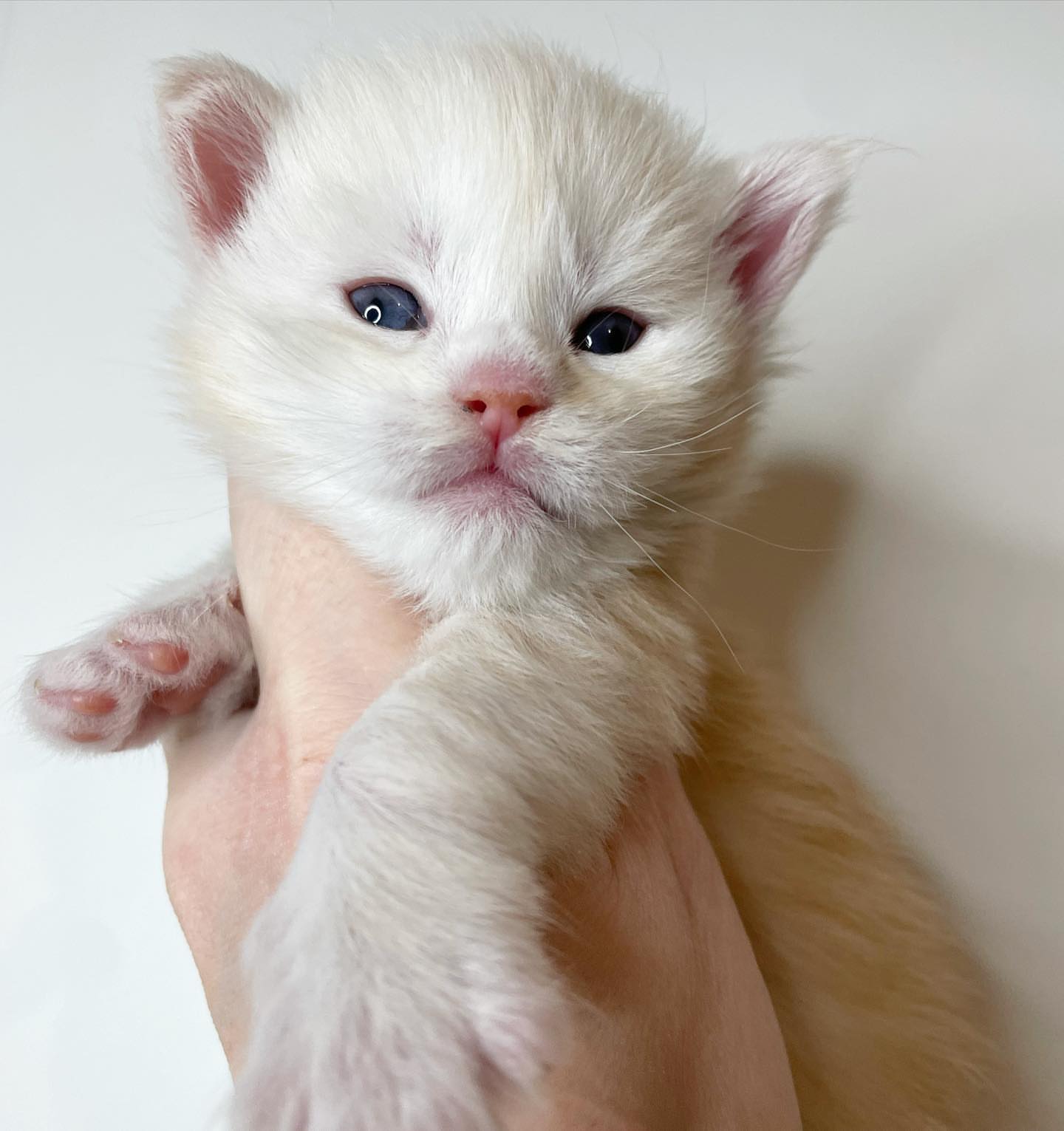 Upcoming Maine Coon litter 8