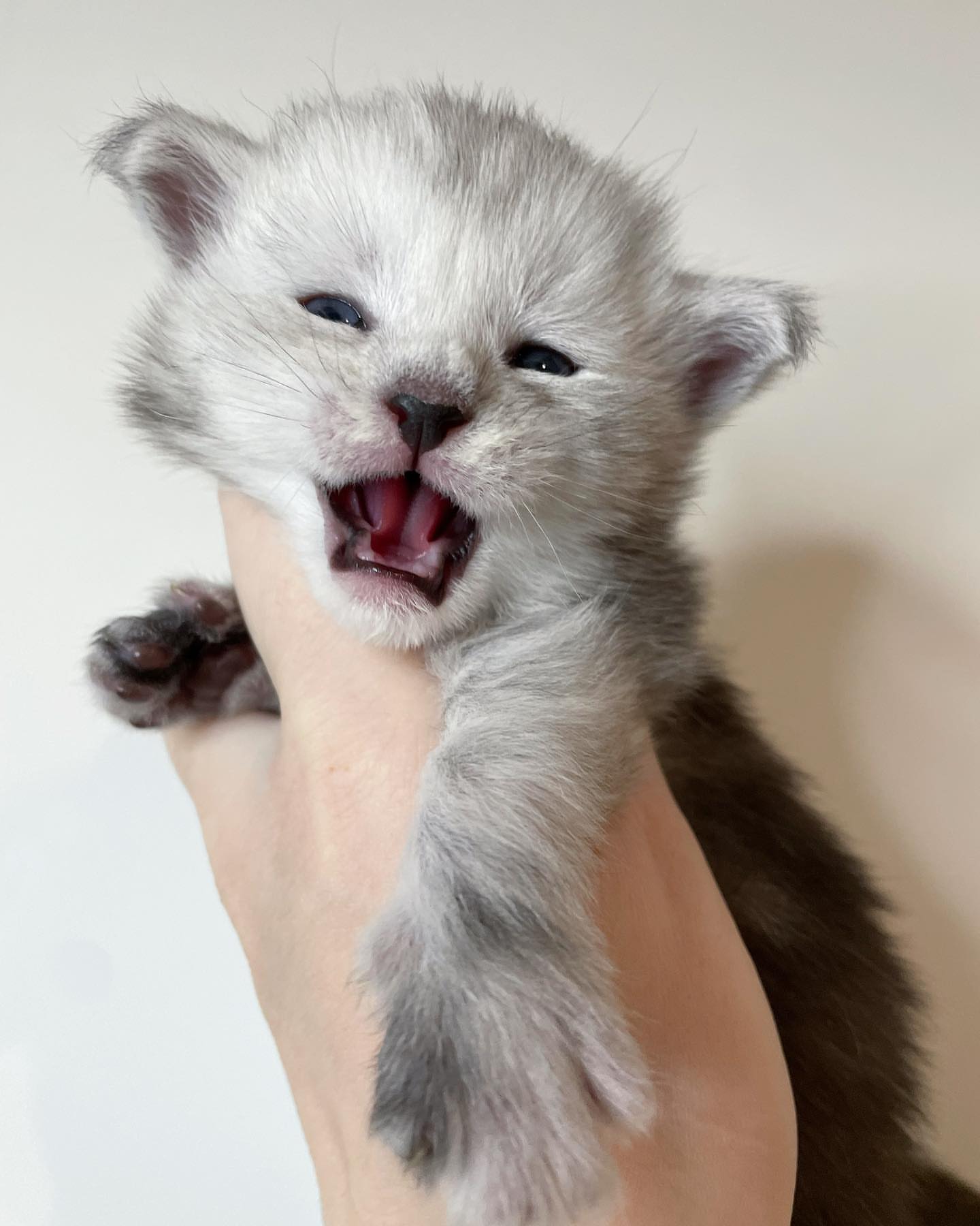 Upcoming Maine Coon litter 9