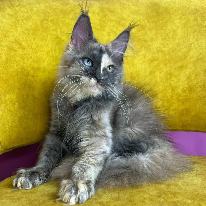 Jeniffer